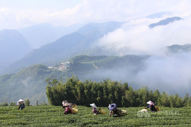 2020嘉義博茶會將登場，活動期間舉辦「高山茶都」一日或二日遊程，帶著遊客暢遊大阿里山，到嘉義縣茶區體驗茶鄉生活。圖為頂湖步道茶園。（嘉義縣政府提供）中央社記者蔡智明傳真　109年11月11日