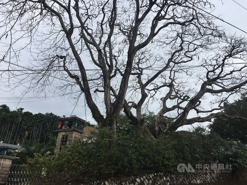 雲林縣古坑鄉華南實驗國民小學門前2棵高大鳳凰木,目前只剩樹枝,校方指出,是「鳳凰木夜蛾」幼蟲惹的禍,10多天來,上萬隻幼蟲把2棵鳳凰木綠葉都啃光了。(華南國小提供)中央社記者蔡智明傳真 109年11月14日