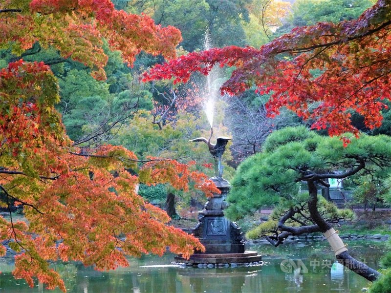 東京日比谷公園內有一座雲形池,池中的鶴噴水銅雕是日本現存第3古老的噴水座,歷史逾百年。每到秋天池畔銀杏、紅楓倒映池水,景色絕美。中央社記者楊明珠東京攝 109年11月17日