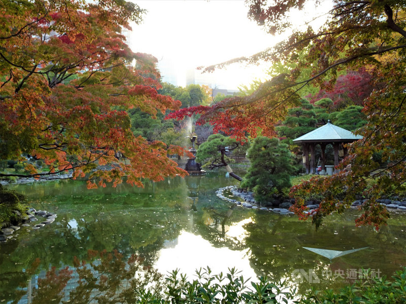 部分東京民眾擔心疫情擴大,不敢遠行賞楓。位於東京市中心,現在楓葉、黃葉如織似錦的日比谷公園成為好去處。中央社記者楊明珠東京攝 109年11月17日