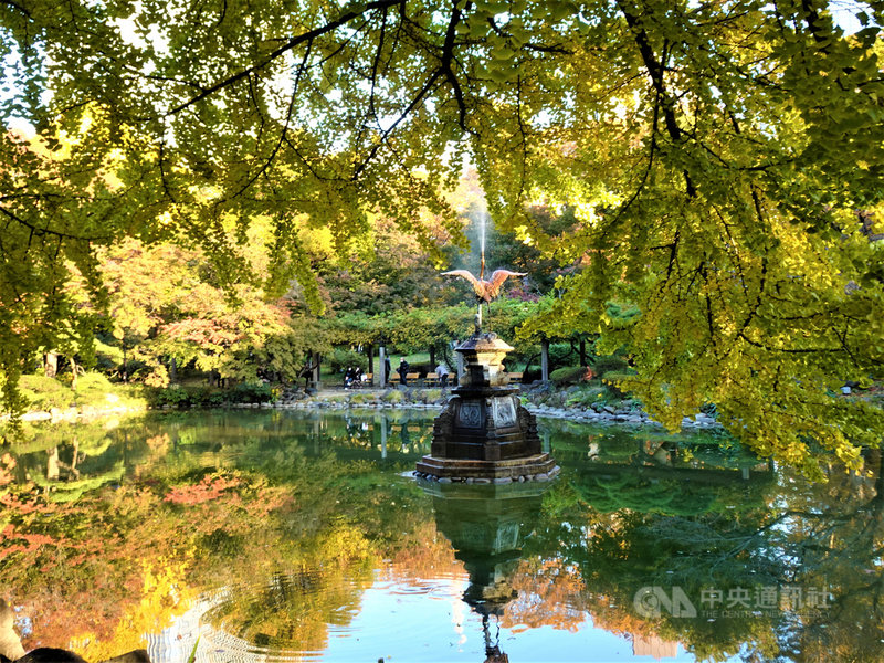 東京日比谷公園內有雲形池畔,大銀杏樹每到秋天由綠轉黃,令人賞心悅目。中央社記者楊明珠東京攝 109年11月17日