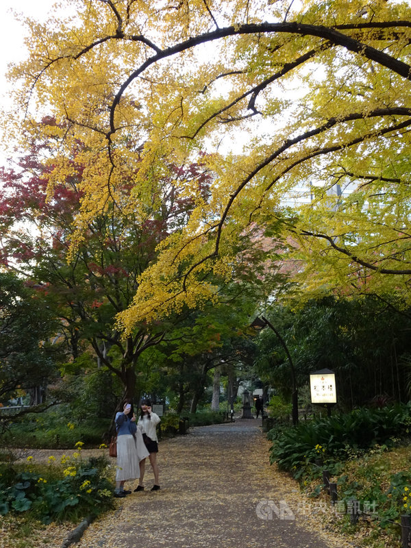 東京日比谷園內有一家法國餐廳,一旁有一棵樹齡逾400年的大銀杏樹,秋陽照射下,閃耀金光的銀杏葉紛紛飄落,別有一番風情。中央社記者楊明珠東京攝 109年11月17日