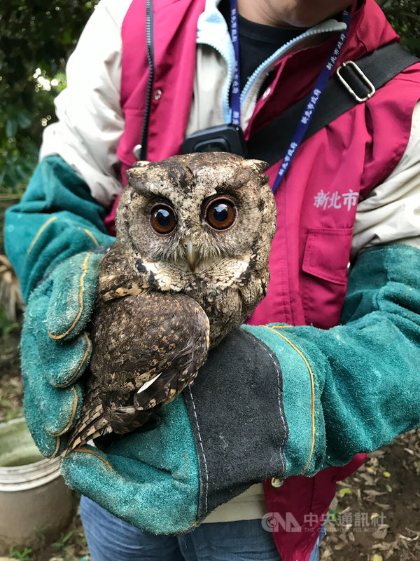 台南地檢署20日宣布破獲保育類野生動物盜賣集團,查扣19物種64隻保育類野生動物,傳喚29人到案。(台南地檢署提供)中央社記者張榮祥台南傳真 109年11月20日