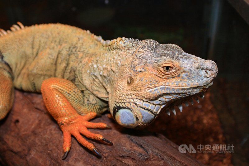 農委會林務局26日表示,民眾如飼養綠鬣蜥等適用野生動物保育法動物,應在11月30日前向地方政府登記,以免後續變成非法持有,將可處新台幣1萬至5萬元罰鍰並沒入動物。(農委會提供)中央社記者張雄風傳真 109年11月26日