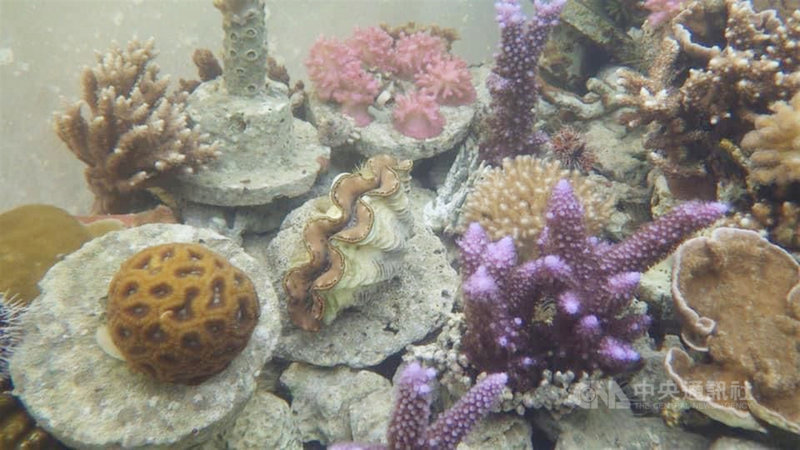 澎湖縣水產種苗繁殖場自民國107年起進行多物種珊瑚培育研究,並選定馬公鎖港杭灣、烏崁、風櫃等海域進行珊瑚礁植栽復育,其中鎖港杭灣目前成為首座珊瑚海洋花園。(澎湖農漁局提供)中央社 109年11月26日