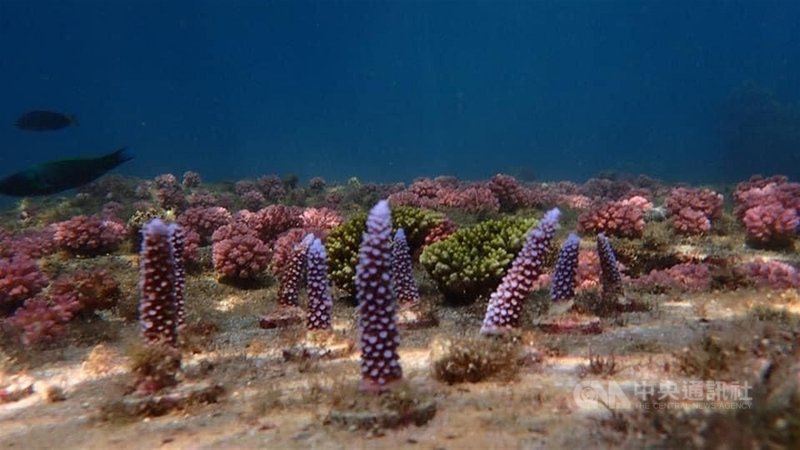 澎湖縣水產種苗繁殖場自民國107年起進行多物種珊瑚培育研究,並選定馬公鎖港杭灣、烏崁、風櫃等海域進行珊瑚礁植栽復育。(澎湖農漁局提供)中央社 109年11月26日