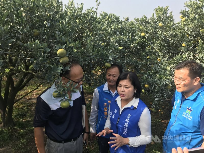 雲林縣政府近日收到果農陳情，受到9、10月氣候炎熱和雨量不夠影響，茂谷柑出現裂果、落果，雲林縣長張麗善（右2）27日邀集農業專家會勘，盼找出解決之道。中央社記者姜宜菁攝  109年11月27日