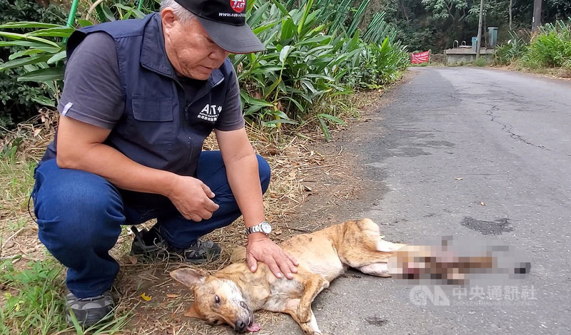 台灣動物緊急救援小組6日在六龜山區營救被捕獸夾夾傷的流浪犬,促市府加強查緝並裁處。(台灣動物緊急救援小組提供)中央社記者王淑芬傳真 109年12月7日