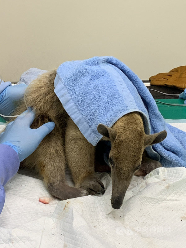 台北市立動物園脫逃逾3個月的小食蟻獸「小紅」6日在熱心民眾幫助下被尋獲，將在檢疫舍接受一個月照顧。（台北市立動物園提供）中央社記者陳昱婷傳真　109年12月7日