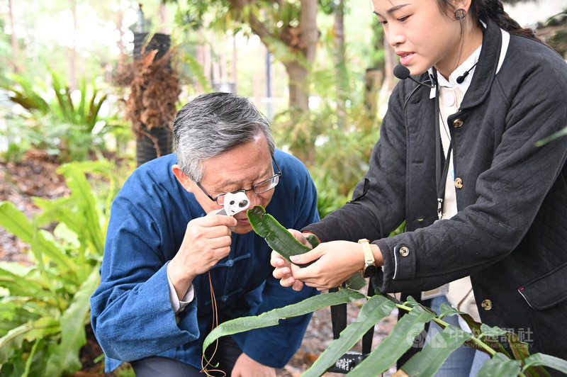 清華大學在校園內打造蕨類植物棲地「百蕨園」,保育台灣原生蕨類,校長賀陳弘(左)在學生導覽下參訪園區,透過放大鏡觀察蕨類孢子。(清華大學提供)中央社記者郭宣彣傳真 109年12月8日