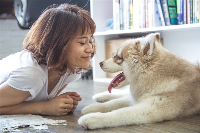 許多人可能認為狗可以聽懂人類說的每一個字,但一項新研究顯示,狗很可能無法聽懂每個字彙。(圖取自Pixabay圖庫)