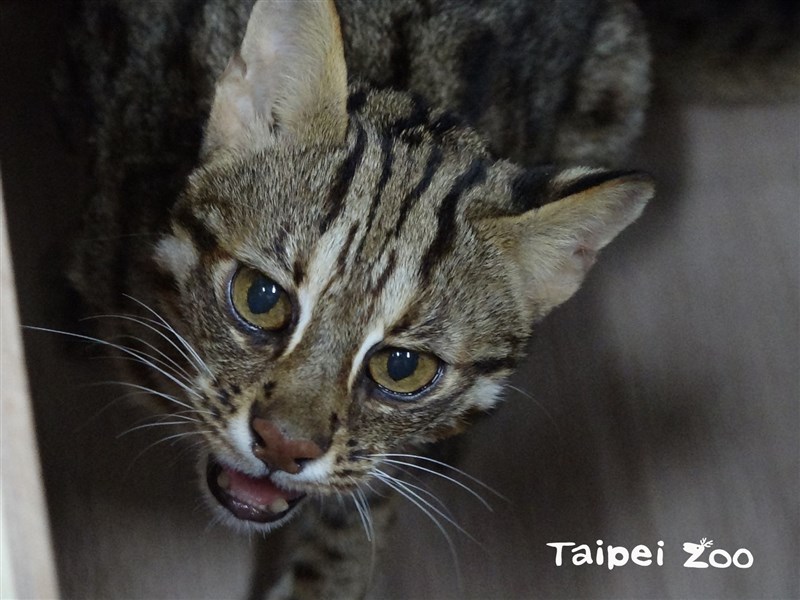 台北市立動物園9日找到脫逃17天的石虎「飛飛」,動物園研判飛飛是為了追捕老鼠鑽入仿岩,將補強仿岩,並增加安全檢查頻率。(圖取自facebook.com/TaipeiZoo)