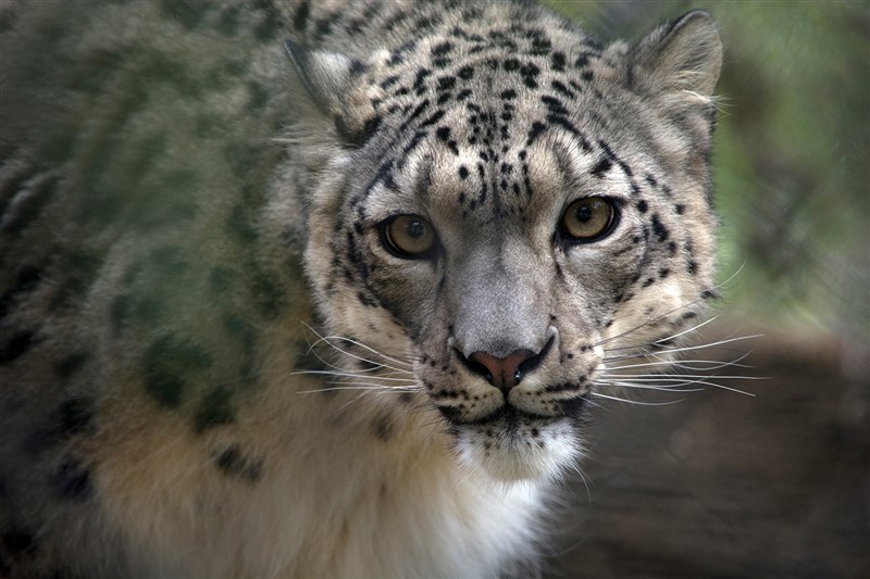 美國肯塔基州路易維爾動物園證實,園內有3隻雪豹驗出對新型冠狀病毒呈陽性反應,分別為兩隻公雪豹與一隻母雪豹。(圖取自facebook.com/Louisvillezoo)