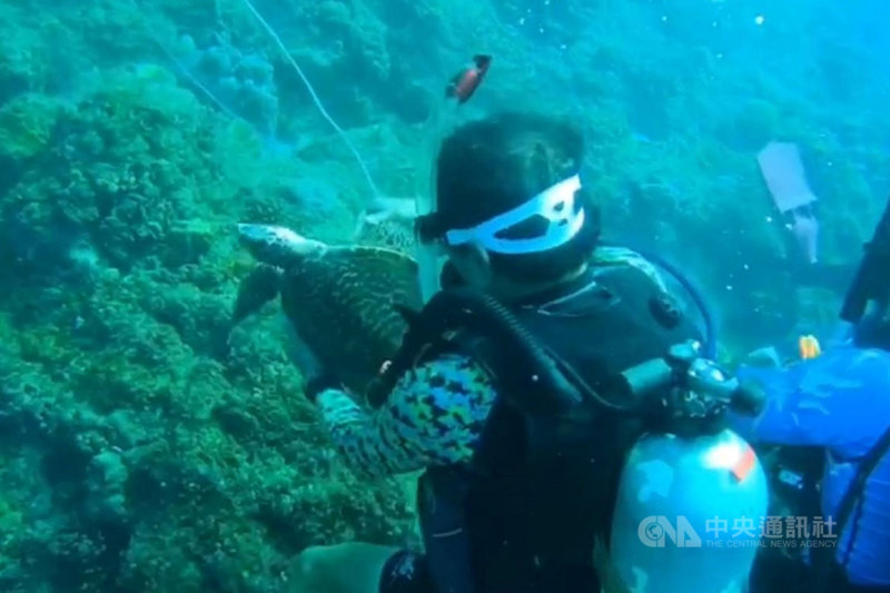 屏東恆春半島12日接連有2隻海龜喪命,其中1隻保育類海龜玳瑁卡漁網,曾姓潛水教練與學員發現後將牠從漁網中救出,但最後仍沒有救回玳瑁性命。(曾姓教練提供)中央社記者郭芷瑄傳真 109年12月13日