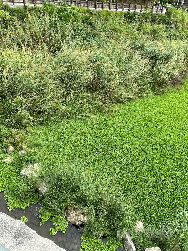 苗栗大湖地區有草莓農發現南湖溪近來呈現「綠油油」一片,大片水芙蓉覆蓋水面,憂心灌溉取水不便,恐影響生計;大湖鄉長胡娘妹15日表示,已尋求上級機關協助清除,務求「斬草除根」。(民眾提供)中央社記者管瑞平傳真 109年12月15日