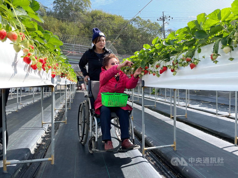 苗栗大湖草莓正值產季,部分觀光草莓園業者除採高架種植,也提供加寬無障礙通道,讓身障輪椅族也能走出戶外,享受採果樂趣。(民眾提供)中央社記者管瑞平傳真 109年12月17日