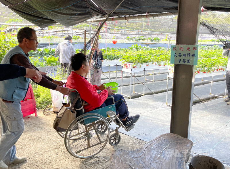 苗栗縣大湖鄉號稱「草莓王國」,近年不少業者改採高架種植,大湖地區農會並鼓勵業者提供友善無障礙環境,便利身障輪椅族也能前往享受採果樂趣。(民眾提供)中央社記者管瑞平傳真 109年12月17日