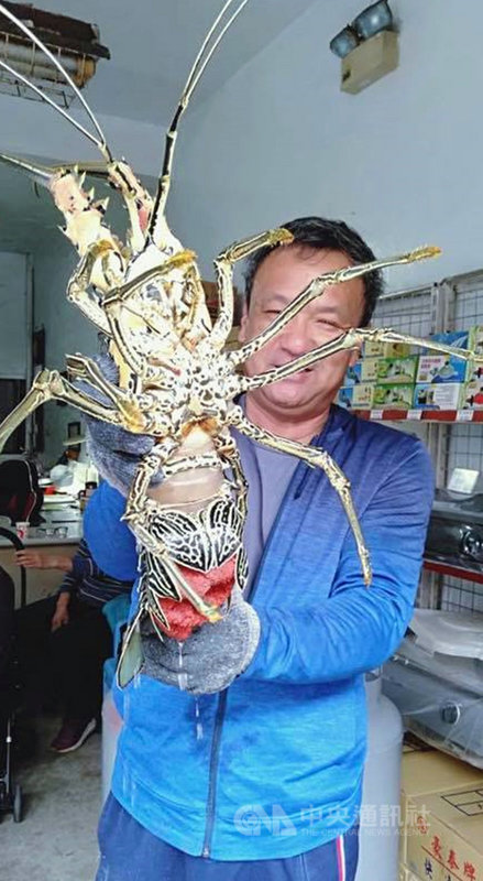 台東縣長濱鄉有漁民捕獲罕見的大白鬚龍蝦，且是一隻抱卵母龍蝦，經適度照料後，17日由鄉民池祥鈺帶到海邊順利野放。（池祥鈺提供）中央社記者盧太城台東傳真　109年12月17日