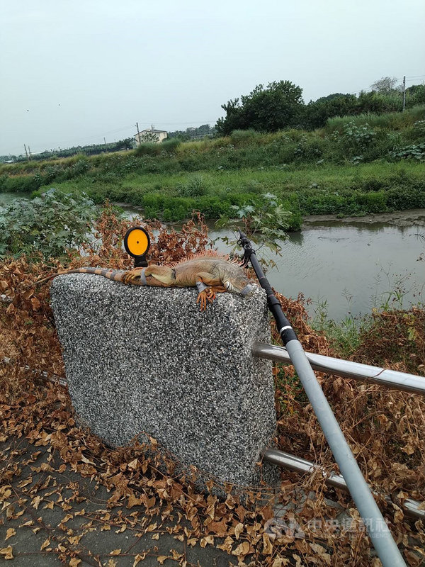 屏東縣農業處長鄭永裕17日表示,日前網路上傳出一張巨尾綠鬣蜥的照片,隨即請合作的屏東鳥會與專門捕捉綠鬣蜥的雇工前往捕捉,以套索釣取跟設陷阱等方式進行,16日已成功捕獲。(屏東縣政府提供)中央社記者郭芷瑄傳真 109年12月17日