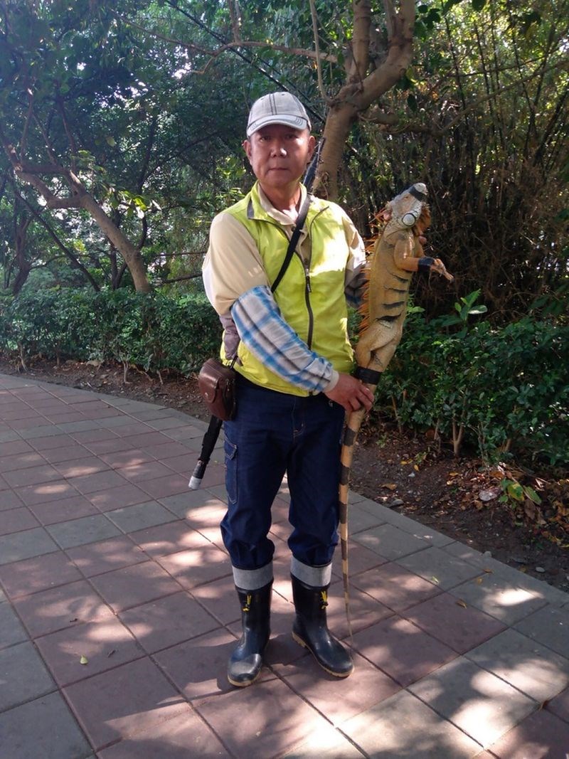屏東縣萬丹鄉有民眾日前在網路貼出一張巨尾綠鬣蜥照片,引起熱議,直說是「恐龍無誤」。屏東縣政府17日表示,這隻「小恐龍」已於16日成功捕捉,無須驚慌。(屏東縣政府提供)中央社記者郭芷瑄傳真 109年12月17日