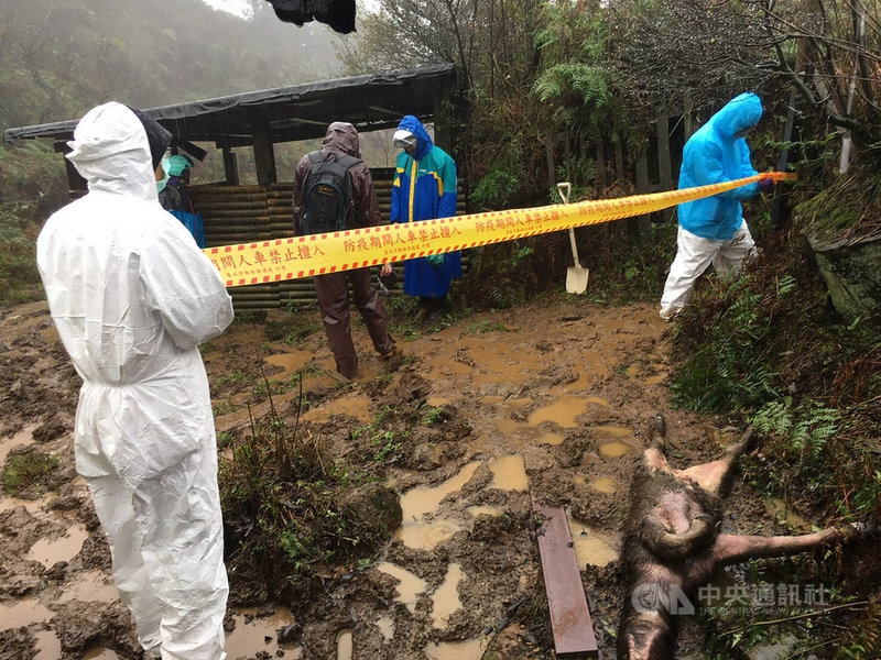 台北市動保處19日表示,陽明山擎天崗近期發生多起野放牛隻死亡事件,已與獸醫專家學者組成跨領域團隊,共同評估、診斷牛隻疫病。圖為動保處人員赴擎天崗,拉起封鎖線勘查牛隻死亡狀況。(動保處提供)中央社記者劉建邦傳真 109年12月19日