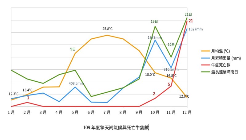 營建署表示,牛隻死亡原因應該與食物來源成分與品質不佳有關,導致長期營養獲取失衡。主要跟族群數量、天候因素與植被退化相關。圖為擎天崗氣候與牛隻死亡數。(陽管處提供)中央社記者蘇思云傳真 109年12月23日