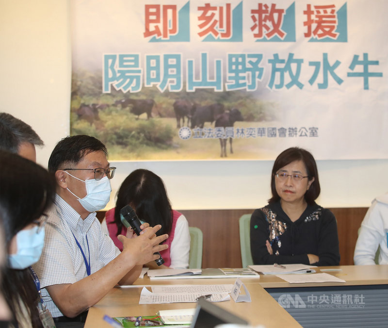 陽明山擎天崗水牛因營養不良頻傳死亡,在野黨立委23 日為牛群請命,陽明山國家公園管理處長劉培東(左,持麥克風者)回應指出,此事件主要是受限於陽明山草質環境,造成牛隻營養失衡,未來陽管處將動態監控牛隻族群狀態,必要時適度介入協助牛隻過冬。中央社記者張新偉攝 109年12月23日