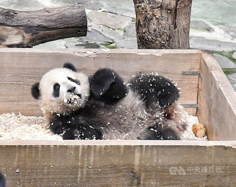 台北市立動物園28日舉行記者會,即將公開見客的大貓熊寶寶「圓寶」搶先亮相,「圓寶」在箱子裡爬上爬下,可愛模樣迷倒大家。中央社記者鄭清元攝 109年12月28日