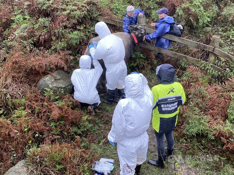 擎天崗陸續發現多隻水牛死亡,經召集跨領域專家學者,研判牛隻應為營養不良。陽管處表示,已打開11處圍籬通道,拓展牛隻覓食草場,減少人造圍籬影響水牛,也會持續追蹤牛隻移動情形。圖為獸醫師評估水牛健康狀況。(動保處提供)中央社記者劉建邦傳真 109年12月29日