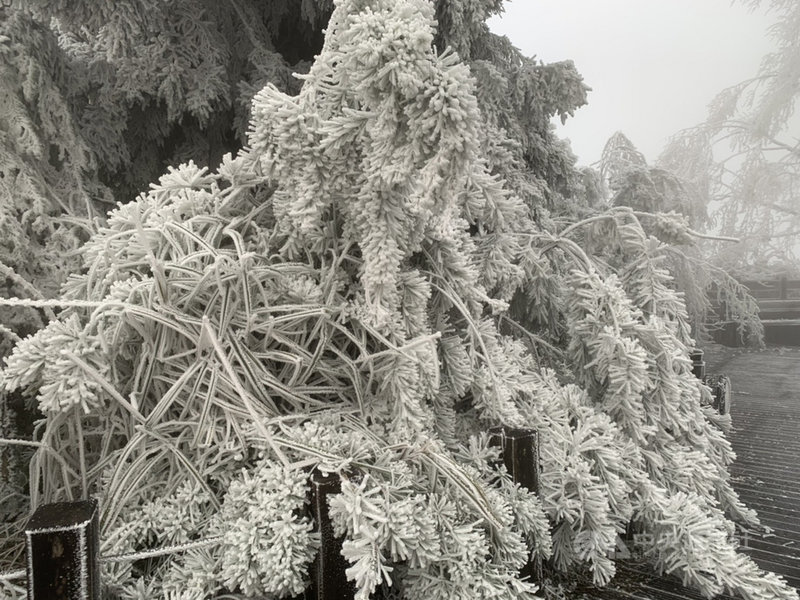 寒流來襲,宜蘭太平山國家森林遊樂區雖未降雪,但園區山林到處結滿霧淞,成一片銀白世界。(羅東林管處提供)中央社記者王朝鈺傳真 109年12月31日