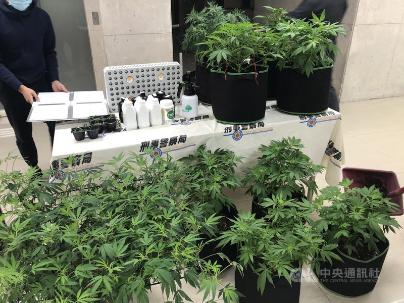 刑事局31日召開破案記者會,警方表示,35歲黃姓男子透過網路影片、文章自學土耕法栽種方式,並租大樓套房種18株大麻,黑市價約新台幣700萬元,警訊後送辦。圖為警方搜出證物。中央社記者劉建邦攝 109年12月31日