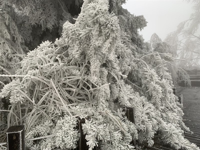 寒流來襲,宜蘭太平山國家森林遊樂區雖未降雪,但園區山林到處結滿霧淞,成一片銀白世界。(羅東林管處提供)中央社記者王朝鈺傳真 109年12月31日