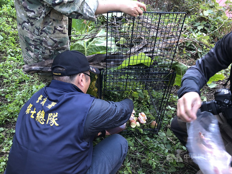 台中市谷關地區3日晚間出現一隻受傷的小台灣黑熊,東勢林管處等單位4日設置誘捕籠放置生豬肉、蜂蜜,盼誘捕小黑熊進行救治。(東勢林管處提供)中央社記者趙麗妍傳真 110年1月4日