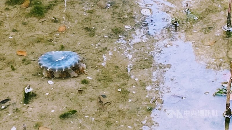 高雄市林園海洋溼地公園是台灣本島唯一有倒立水母的地方,隨著時序入冬,倒立水母數量激增,日前還出現一隻藍色倒立水母,被稱為「藍色仙后」。(林園紅樹林保育學會提供)中央社記者王淑芬傳真 110年1月4日