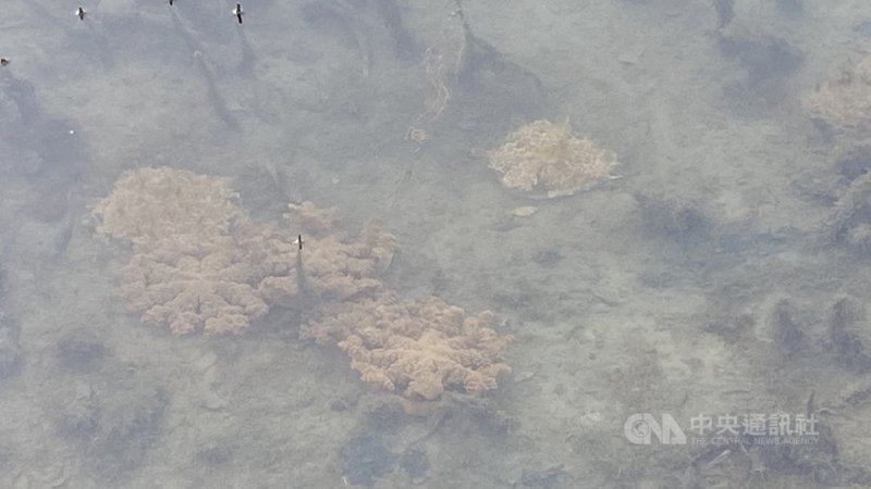 時序入冬,高雄市林園海洋溼地公園近來倒立水母數量激增,估計到農曆春節前後數量會遽增達5萬隻,吸引不少民眾爭睹。(林園紅樹林保育學會提供)中央社記者王淑芬傳真 110年1月4日