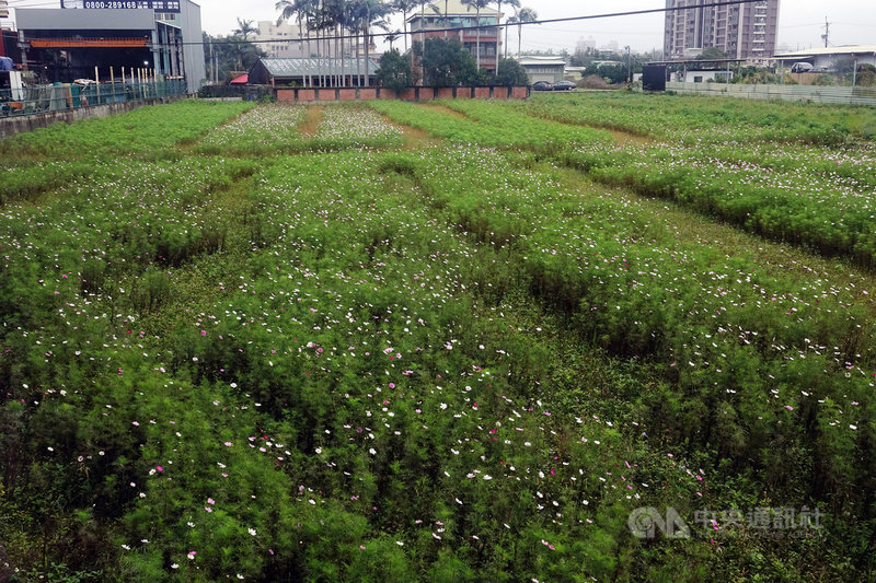 水情持續吃緊,旱災中央災害應變中心5日檢討供灌策略,針對桃園灌區一期作做出決議,第1、2分區將停灌,第3分區可供灌。圖為桃園一處休耕農地長出小花。中央社記者施宗暉攝 110年1月5日