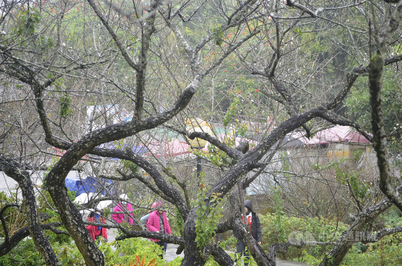 寒流來襲,7日飄著小雨,仍有民眾撐著雨傘到嘉義縣梅山公園賞梅,往年此時梅花已盛開,今年卻稀稀落落;嘉義縣梅山鄉公所指出,因乾旱使得花期延後至1月中下旬。中央社記者蔡智明攝 110年1月7日