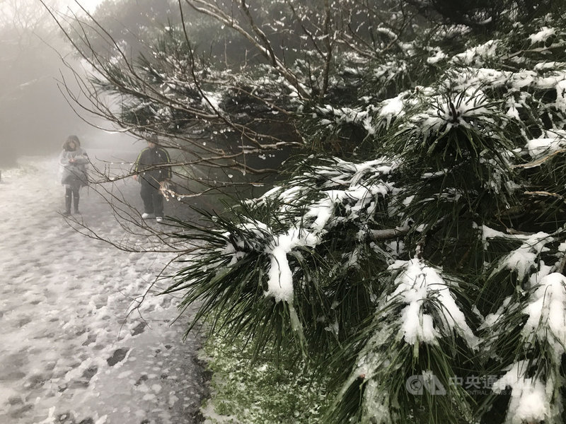 寒流發威，各地高山出現降雪，陽明山國家公園二子坪8日凌晨也開始飄雪，上午地面及樹梢都有積雪。中央社記者徐肇昌攝 110年1月8日