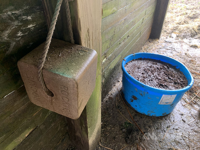 除了草料外,陽明山國家公園管理處也在牛棚放置含有鹽及礦物質的鹽磚(正方形吊掛物體)以及有蛋白質與礦物質的舔磚(藍色桶子)供牛隻補充營養。中央社記者林育瑄台北攝 110年1月10日