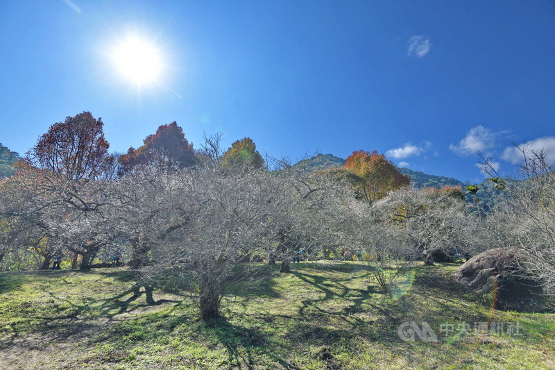 南投縣信義鄉柳家梅園梅花目前花開約3、4成,不過隨著近日寒流低溫加水氣足夠,估計1月中旬到1月底盛開。(曾宇辰提供)中央社記者蕭博陽南投縣傳真 110年1月10日