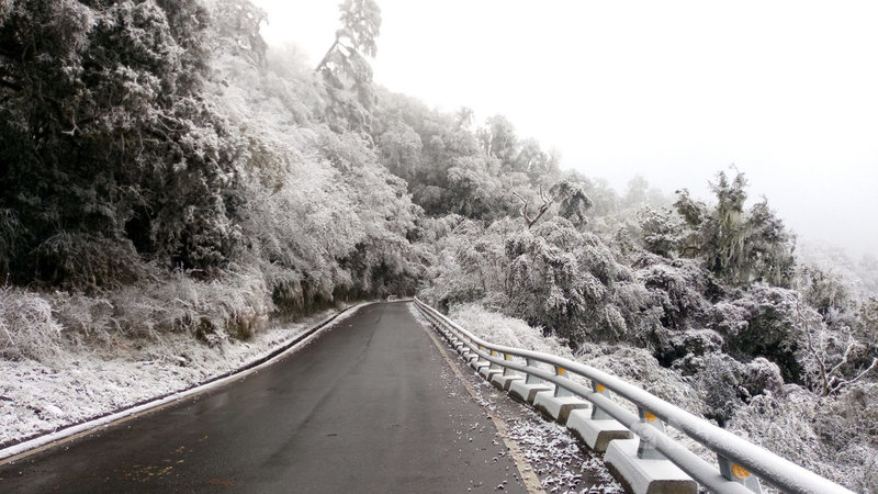 寒流一波波,台東向陽山區10日清晨下雪,是入冬以來第一次下雪,樹梢上積雪約2、3公分。(關山警分局提供)中央社記者李先鳳傳真 110年1月10日