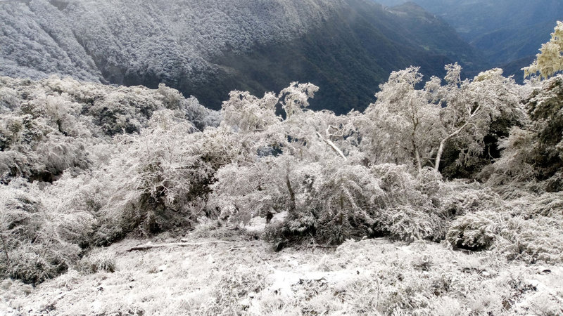 台東向陽山區10日清晨下雪,樹梢上積雪約2、3公分,不過,隨著太陽露臉,雪也開始慢慢融化。(關山警分局提供)中央社記者李先鳳傳真 110年1月10日