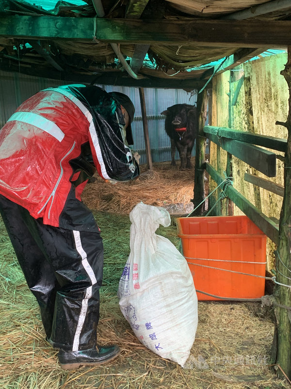 陽明山國家公園管理處的工作人員將由苜蓿、甜燕麥、百慕達混合的補充草料揹至牛棚,原先在牛棚休息的水牛,聞到草料香氣後緩步走近。中央社記者林育瑄台北攝 110年1月10日