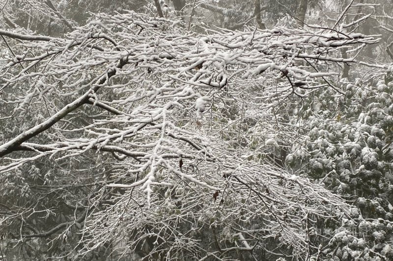 桃園市政府觀光旅遊局表示,復興區拉拉山上巴陵、雪霧鬧部落等地區降雪,山上的樹木都覆蓋上一層白雪,不過雪有時候下有時候停,想要上山賞雪需碰碰運氣。(桃園市觀旅局提供)中央社記者吳睿騏桃園傳真 110年1月12日