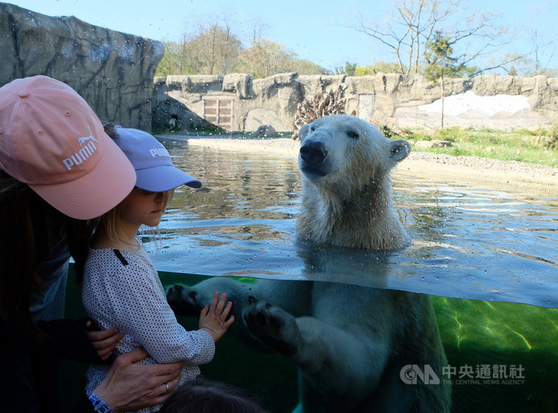 德國羅斯托克(Rostock)動物園的北極熊飼育聞名,是幼童的最愛,吸引不少家庭前來參觀。中央社記者林育立羅斯托克攝 110年1月13日