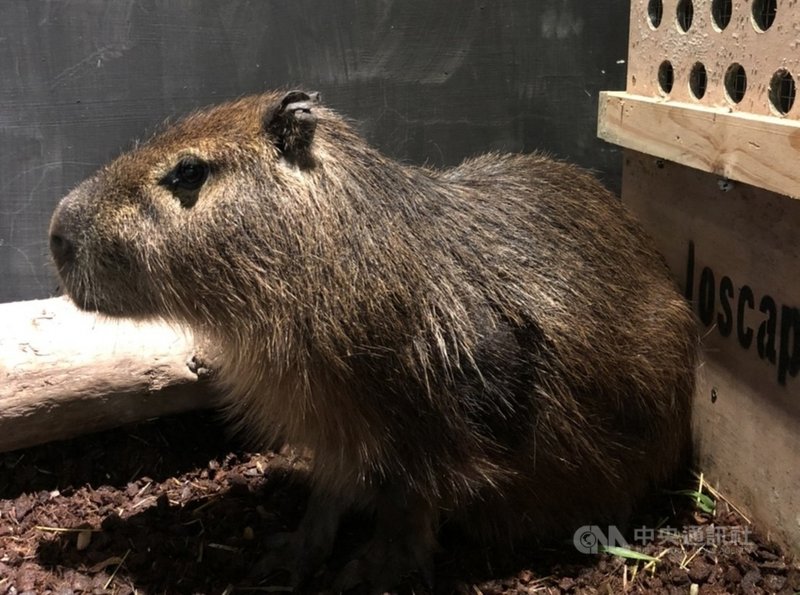 新竹動物園迎接新成員可愛水豚進住昆蟲館 生活 中央社cna