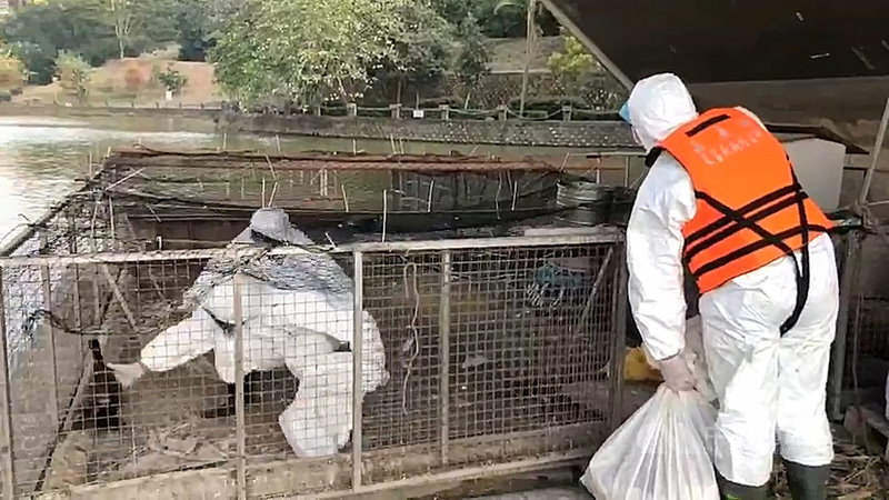 國立中正大學寧靜湖有天鵝湖之稱，校方日前發現黑天鵝出現異常死亡，通報嘉義縣家畜疾病防治所，經檢驗確定為H5N5高病原性禽流感，15日起展開撲殺。（翻攝畫面）中央社記者姜宜菁傳真  110年1月17日