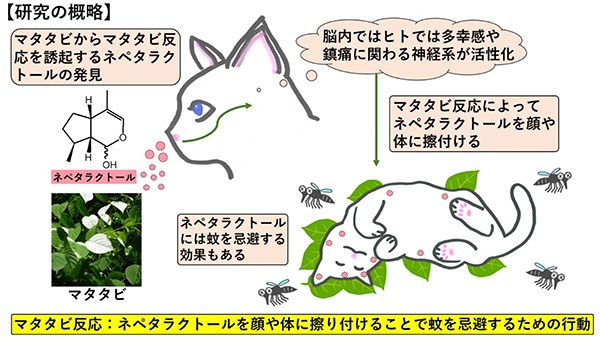 日本多個大學組成的研究團隊發現,貓咪喜歡木天蓼的原因,可能是因木天蓼含有防蚊成分。(圖取自京都大學網頁kyoto-u.ac.jp)