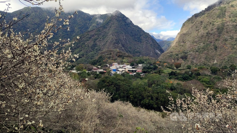 台東新武、霧鹿、利稻一帶的梅花近期陸續綻放,23日碰上天氣放晴,新武部落賞梅景點也湧現人潮。中央社記者盧太城台東攝 110年1月23日
