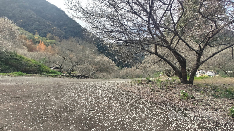 在連續幾波寒流和鋒面催促下,南橫公路梅花已陸續綻放,23日週末假日碰上天氣放晴,新武部落賞梅景點湧入人潮,當微風吹拂,白梅花瓣緩緩飄落大地,從遠處望去,彷彿美麗雪景。中央社記者盧太城台東攝 110年1月23日